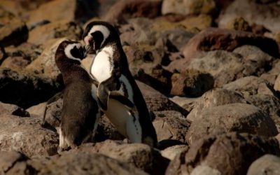 How To Improve Your Attachment Style To Your Romantic Partner