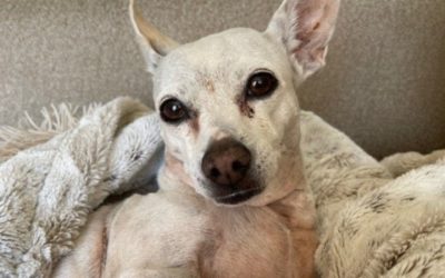 TRIBUTE TO MY GIRL, SAVY